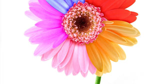Mood and Color: How Color Has the Power To Impact Our Emotions