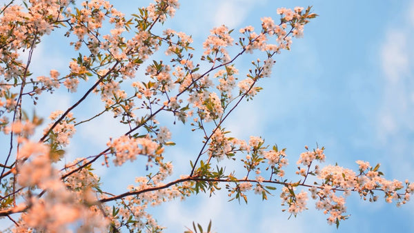Cherry blossom tree branch