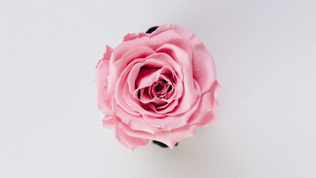 Valentine's Day Sustainable Flower Guide