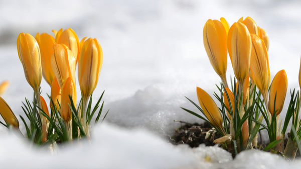 Yellow crocus popping up through the snow in Mud Season.