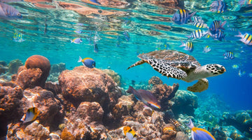 Turtle swimming under the sea through coral reef